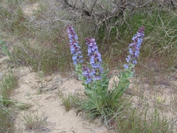 sand-dune penstemon, sand-hill penstemon (Penstemon acuminatus)